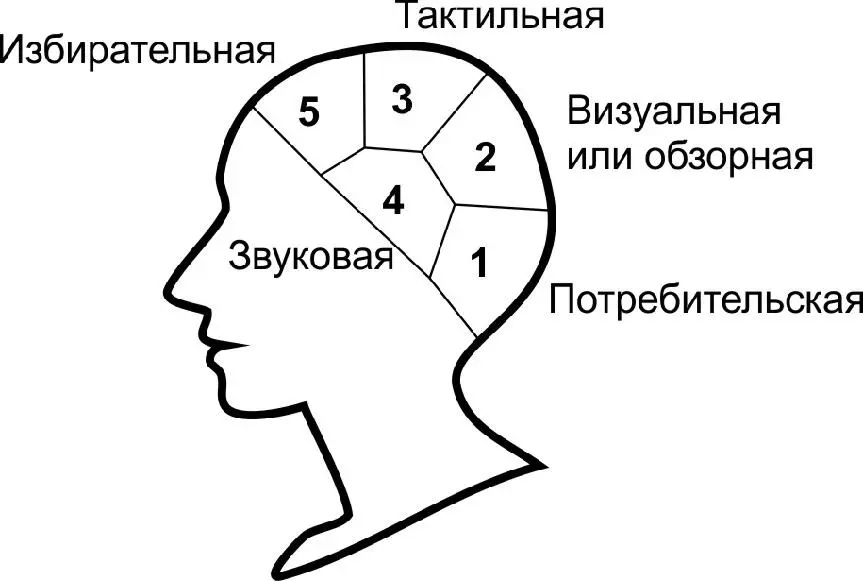 По форме черепа нужно определить доминирующую логику человека которая связана - фото 19