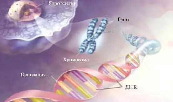 Рис 25 Строение участка спирали молекулы ДНК Молекула ДНК состоит из двух - фото 30