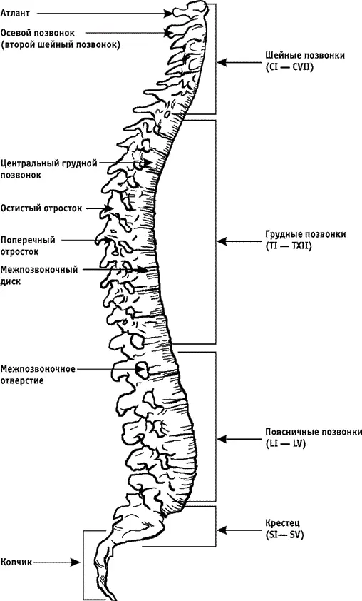 Рис 1 Позвоночный столб Рис 2 Строение позвонка Тело позвонка напоминает - фото 1