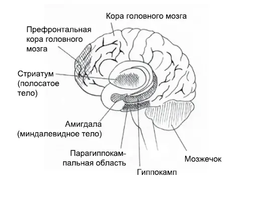 Несмотря на то что местонахождением эмоций долгое время считалась лимбическая - фото 2