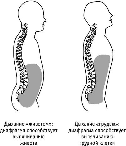 Положение диафрагмы при разных типах дыхания Совершая колебательные движения - фото 20