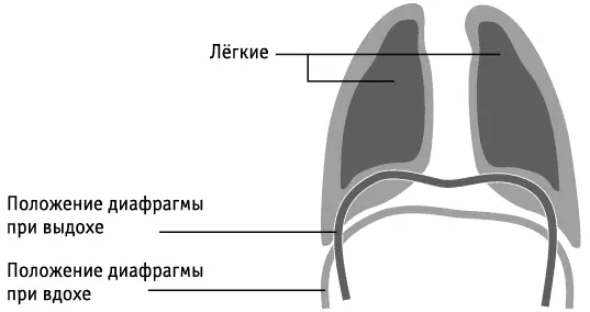 Положение диафрагмы при вдохе и выдохе Диафрагма не достигает нужной амплитуды - фото 21