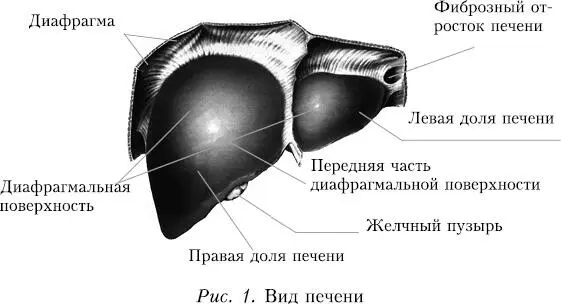Печень имеет дольчатое строение дольки окружены междольковыми венами - фото 12