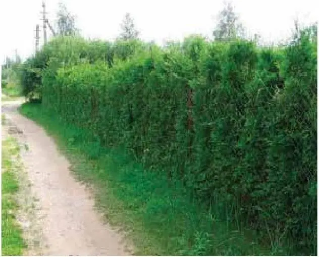 Плотный и красивый забор из туи но слишком дорог А этот из елок не хуже и - фото 26
