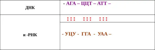 Вертикальная двусторонняя стрелка указывает на изменения нуклеотидного состава - фото 11