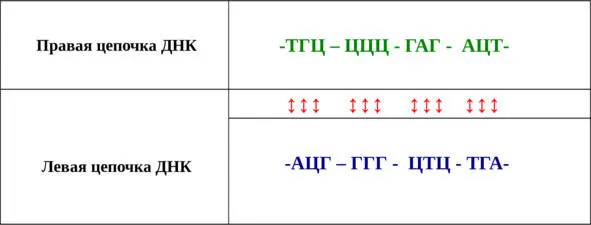 Вертикальная двусторонняя стрелка указывает на изменения нуклеотидного состава - фото 13