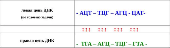 Вертикальная двусторонняя стрелка указывает на изменения нуклеотидного состава - фото 2