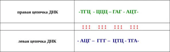 Вертикальная двусторонняя стрелка указывает на изменения нуклеотидного состава - фото 4