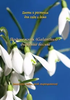 Федор Кольцов - Подснежник (Galanthus) – дыхание весны