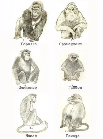 Рисунок 5 авторская перерисовка 2 Горилла 3 Орангутанг 4 - фото 10