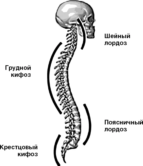 Рис 3 Четыре изгиба позвоночника Рис 4 Восемь изгибов позвоночника и - фото 4
