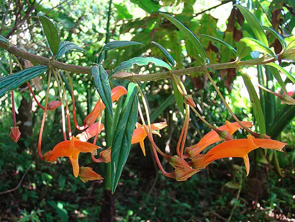 В саду Никарагуа Фото Dick Culbert Красивое обильно цветущее растение - фото 1