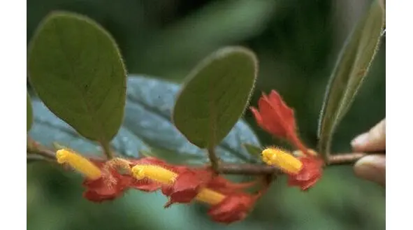 Columnea pulchra в природе Панама Фото Foster Раздел Collandra Этот - фото 9
