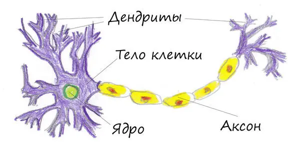 Строение нейрона На рисунке видно что длинный отросток аксон у нейрона один - фото 3