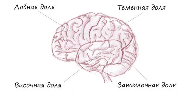 Мозг разделен на четыре доли лобную височную теменную и затылочную - фото 4