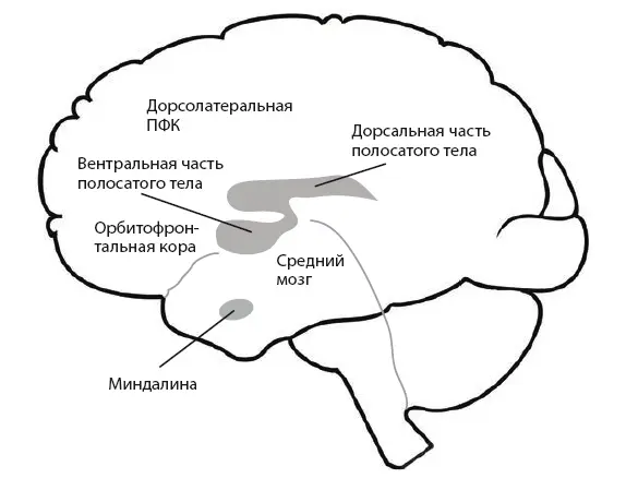 Рис 1Регионы мозга наиболее значимые для формирования зависимости Эти высоко - фото 1