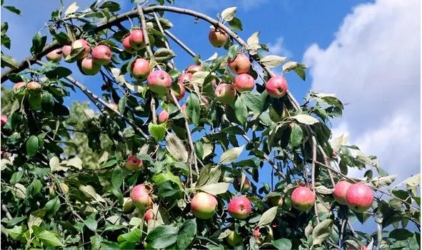 Откусали яблоки кусками сладкими душистыми Дождь льет за воротник каплями - фото 7