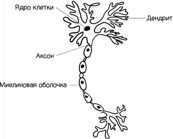Существуют различные типы нервных клеток нейронов На рисунке показано - фото 6