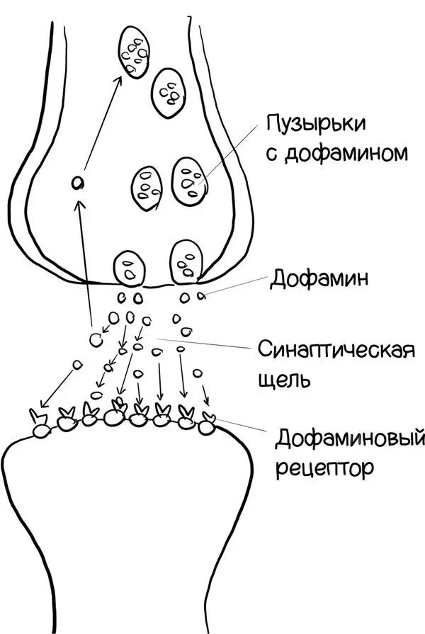 Синапс это соединение двух нейронов Здесь возбуждение передается с одной - фото 7