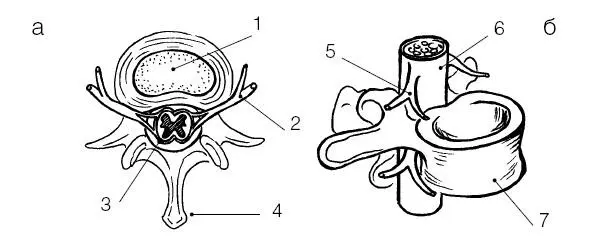 Рис 5 Строение позвонков а поясничный позвонок вид сверху б грудной - фото 7