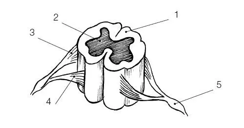 Рис 7 Общий вид спинного мозга фрагмент 1 белое вещество мозга 2 - фото 9