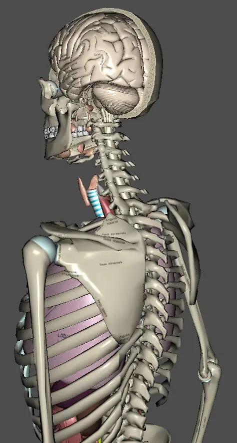 Задача спинного мозга обработка информации идущей от мозга к телу и обратно - фото 14