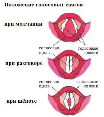 Так как же заике правильно говорить и дышать чтобы не получать переизбыток - фото 46