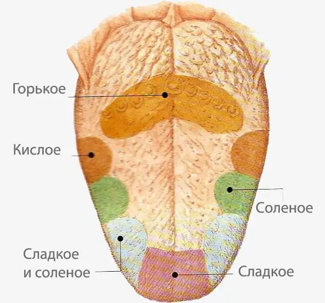 Эти маленькие пупырышки расположены по всей поверхности языка В них - фото 49