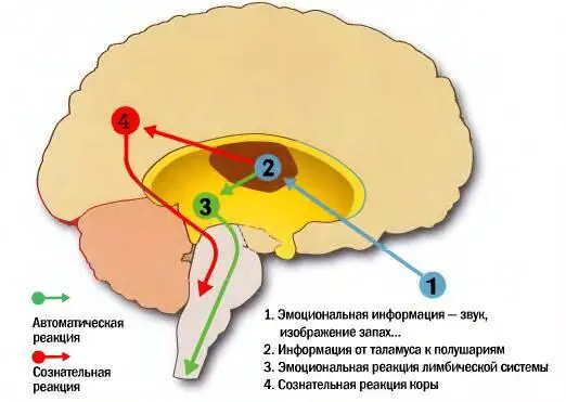2 Он одновременно подает 2сигнала Первый сигнал идет к лимбической системе - фото 7