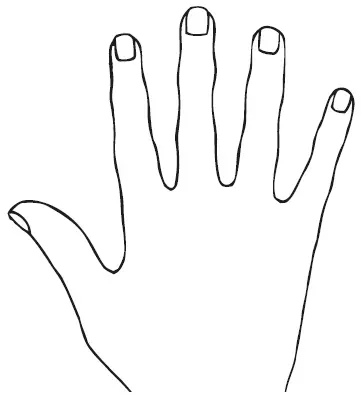 Рисунок 14 Пальцы средней длины Фаланги пальцев Три фаланги пальцев - фото 14