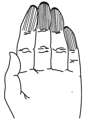 Рисунок 15 Самая длинная часть пальца верхняя фаланга Для них характерен - фото 15
