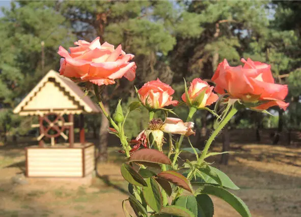 В конце нашей деревенской усадьбы за садом и огородом когдато выкопали - фото 9