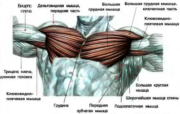 Отжимание от земли если вам тяжело отжиматься от земли отожмитесь от брусьев - фото 2