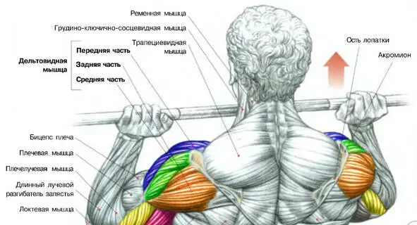 Тяга на брусьях на средний и задний пучок дельт Один подход 5 раз Техника - фото 7