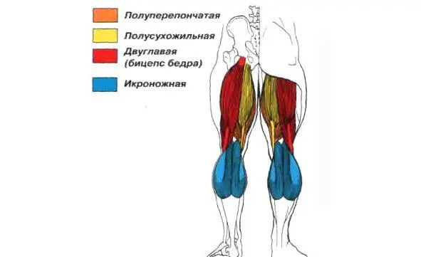 Сгибание колена на бицепс бедра Один подход 5 раз на каждую ногу со своим - фото 10