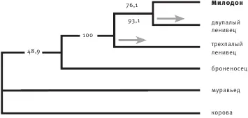 Рис 52 На этом филогенетическом дереве показано положение милодона и двух - фото 9