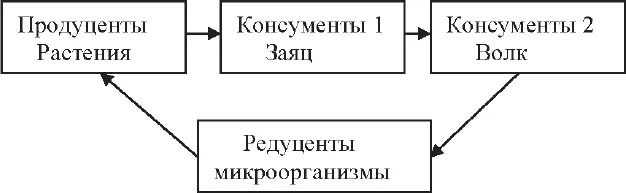 Рис 9 Круговорот вещества и энергии в трофической цепи Биогеоценоз или - фото 15
