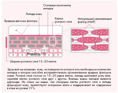 Так как натуральный увлажняющий фактор обладает свойством растворимости в воде - фото 2