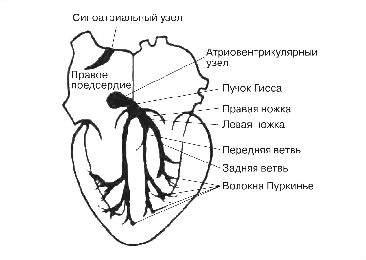 Рис 18 Схема расположения водителя ритма пейсмекера и проводящей системы на - фото 22