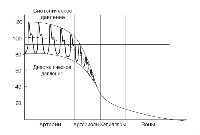 Рис 20 Изменение кровяного давления в разных частях сосудистого русла - фото 25