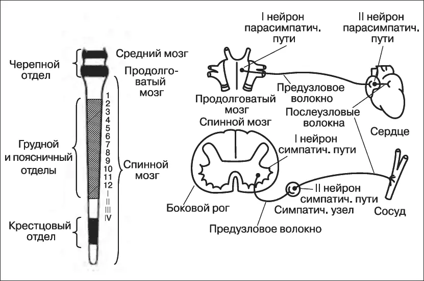 Рис 5 Вегетативная нервная системаСлева область выхода волокон - фото 7