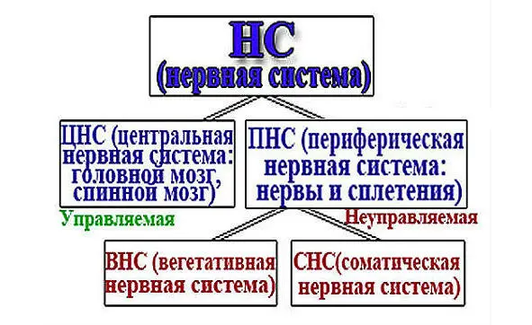 Как вы видите на картинке выше она тоже состоит из двух систем ВНСи СНС Но - фото 1