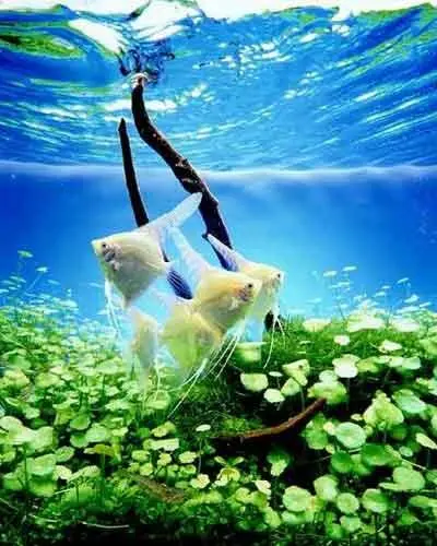 Аквариумистика Это должен знать каждый - фото 10