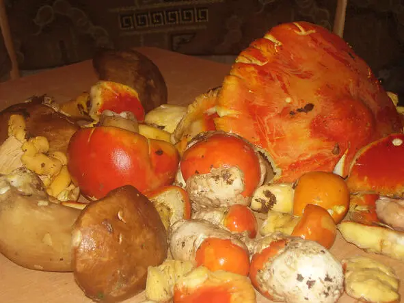 Цесарский гриб вылупляется как из яйца и имеет неповторимый вкус и - фото 11