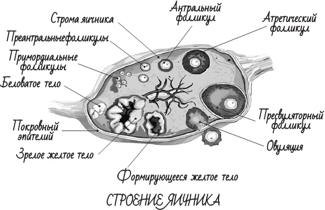 Рассказывать о работе яичника невозможно без объяснения всех событий - фото 6