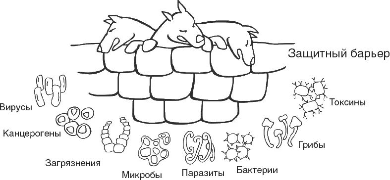 Рисунок 7 Иммунную систему мы можем сравнить со сторожевыми собаками Хозяин - фото 8