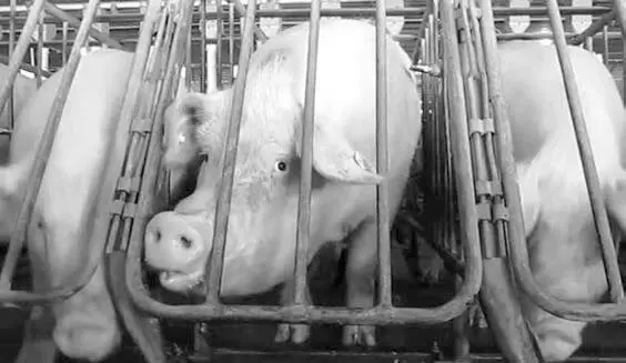 Супоросные свиньи в клеткахстанках Эти общительные и умные существа проводят - фото 13