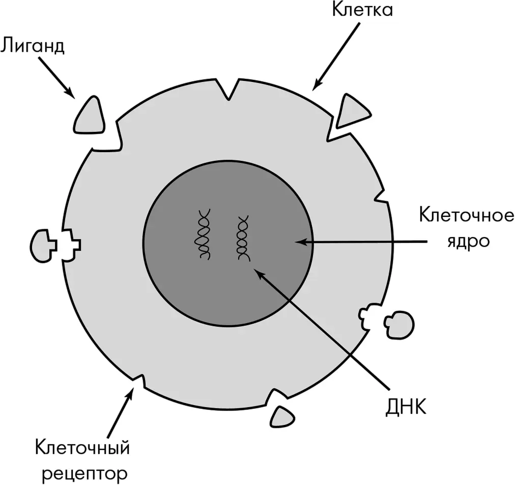 Рис 3АЧерез рецепторы клетка получает жизненно важную информацию извне В - фото 6