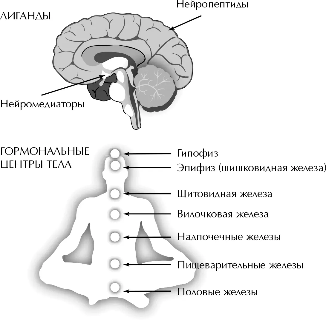 Рис 3БНейромедиаторы вещества служащие посредниками между нейронами - фото 7