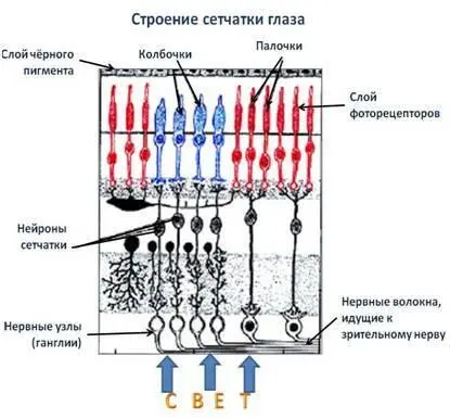 Однако это вовсе не снижает чувствительности глаза к свету потому что - фото 3